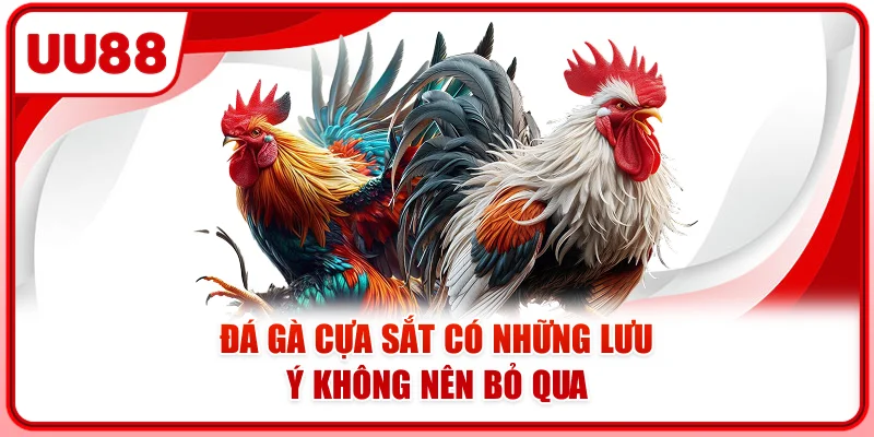 Đá gà cựa sắt có những lưu ý không nên bỏ qua