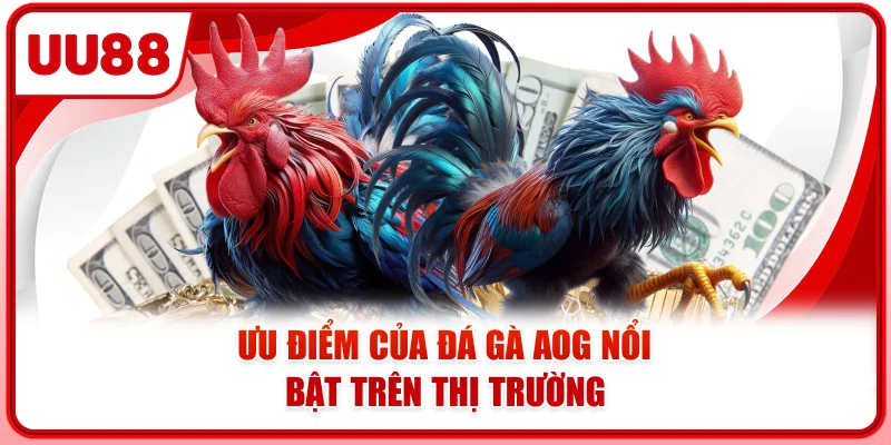 Ưu điểm của đá gà AOG nổi bật trên thị trường