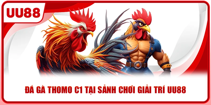 Đá gà thomo C1 tại sảnh chơi giải trí UU88